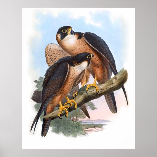 Vintage Shaheen Falcon Bird Poster (Voorkant)