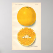 Vintage Sinaasappels Poster (Voorkant)