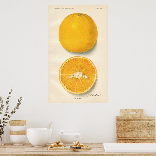 Vintage Sinaasappels Poster (Keuken)