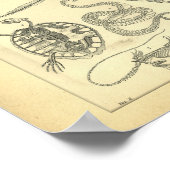 Vintage Skeletons of Reptiles Print (Hoek)