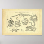 Vintage Skeletons of Reptiles Print (Voorkant)