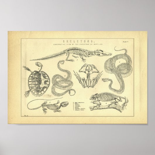 Vintage Skeletons of Reptiles Print (Voorkant)