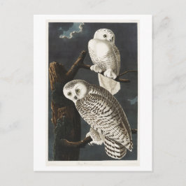 Vintage Sneeuwuil Audubon Illustratie Briefkaart