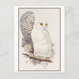 Vintage Sneeuwuil Lithografie door Edward Lear Briefkaart