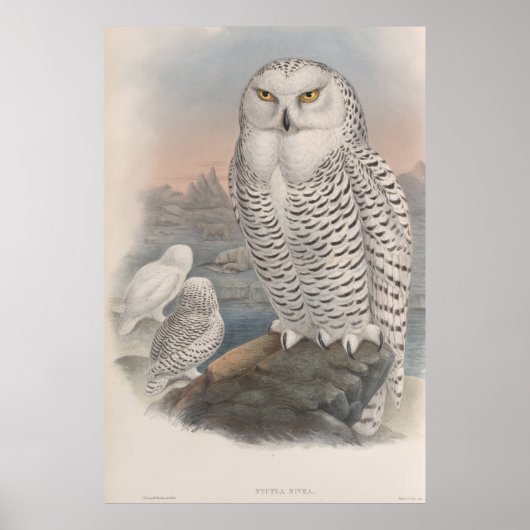 Vintage Snowy Owl Gould Poster (Voorkant)