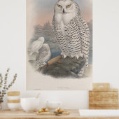 Vintage Snowy Owl Gould Poster (Keuken)