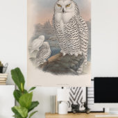 Vintage Snowy Owl Gould Poster (Thuiskantoor)