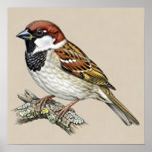 Vintage Sparrow Bird Illustration  Poster (Voorkant)