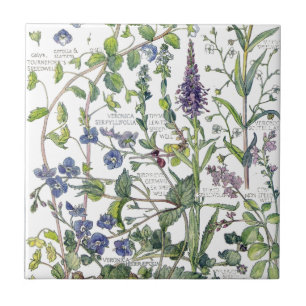 Vintage Speedwell Wildflower Flowers Tile Tegeltje