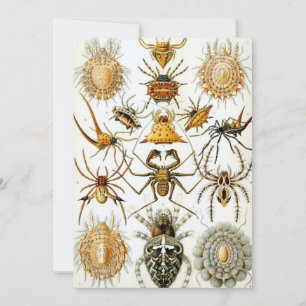 Vintage spinnen of arachniden door Ernst Haeckel Kaart