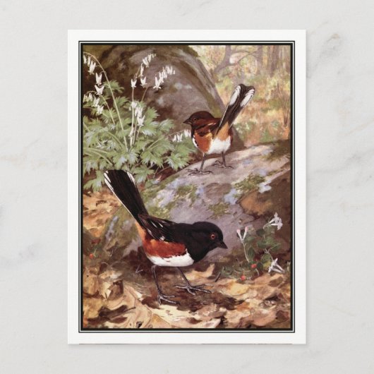 Vintage Spotted Towee - Robert Bruce Horsfall Briefkaart (Voorkant)