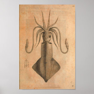 Vintage Squid Art Print Illustration Zee
