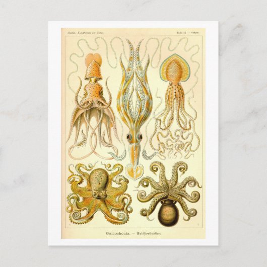 Vintage Squid & Octopus Illustration Briefkaart (Voorkant)
