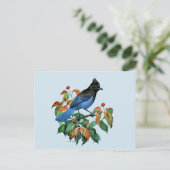 Vintage Stellars Jay briefkaart (Staand voorkant)