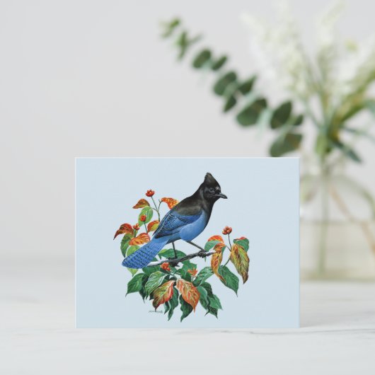 Vintage Stellars Jay briefkaart (Staand voorkant)