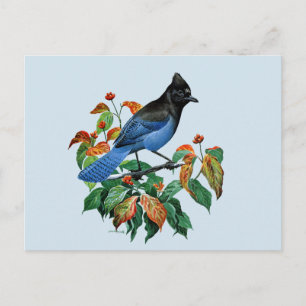 Vintage Stellars Jay briefkaart