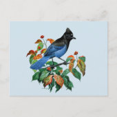 Vintage Stellars Jay briefkaart (Voorkant)