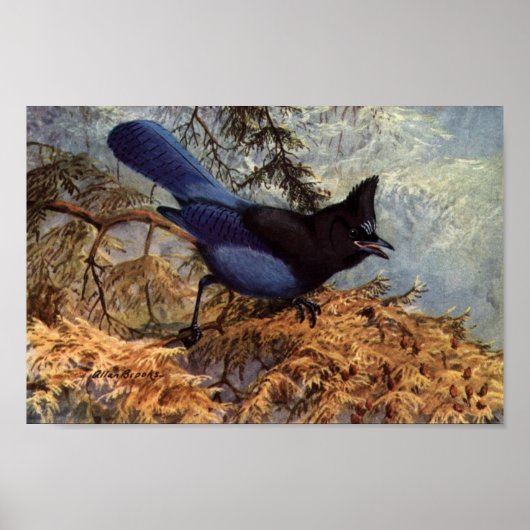 Vintage Steller's Jay Bird Art Poster (Voorkant)