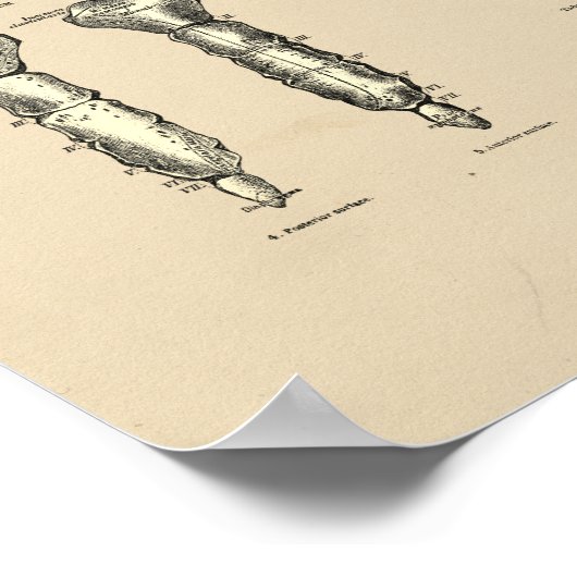 Vintage Sternal Anatomy 1880 Print (Hoek)