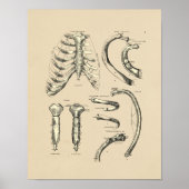 Vintage Sternal Anatomy 1880 Print (Voorkant)