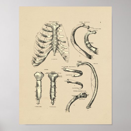 Vintage Sternal Anatomy 1880 Print (Voorkant)