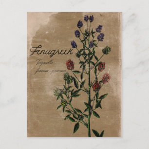 Vintage stijl Fenugreek Herb Briefkaart