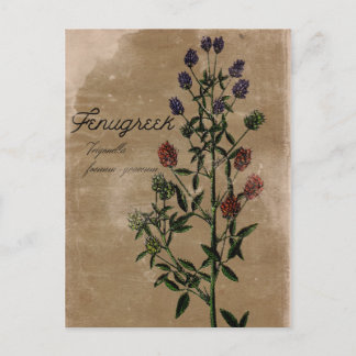 Vintage stijl Fenugreek Herb Briefkaart