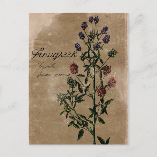 Vintage stijl Fenugreek Herb Briefkaart (Voorkant)