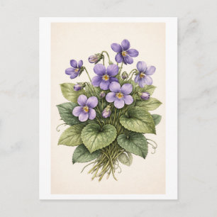 Vintage-Stijl Viooltjes Botanische Illustratie Briefkaart