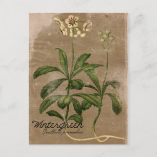 Vintage stijl Wintergreen Plant Briefkaart