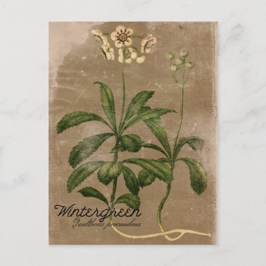 Vintage stijl Wintergreen Plant Briefkaart (Voorkant)