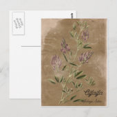 Vintage Stijlalfalfa-Plant Briefkaart (Voorkant / Achterkant)