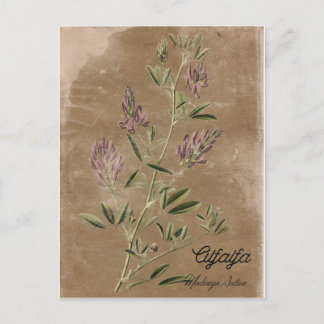 Vintage Stijlalfalfa-Plant Briefkaart