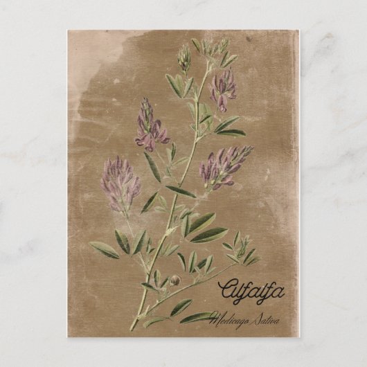 Vintage Stijlalfalfa-Plant Briefkaart (Voorkant)