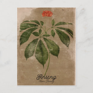 Vintage Stijlginseng Briefkaart