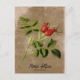 Vintage Stijlrosehips Briefkaart