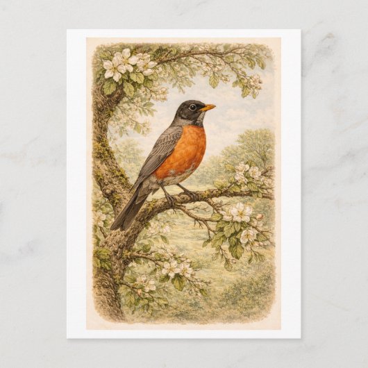 Vintage-Style American Robin lllustration Briefkaart (Voorkant)