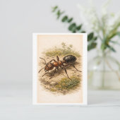 Vintage-Style Ant Illustration Briefkaart (Staand voorkant)