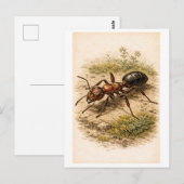 Vintage-Style Ant Illustration Briefkaart (Voorkant / Achterkant)