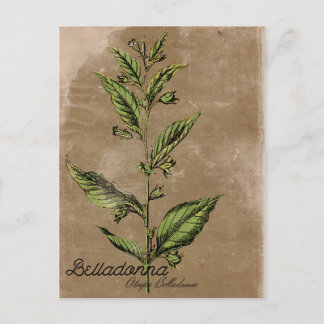 Vintage Style Belladonna Plant Briefkaart