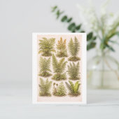 Vintage-Style Ferns Illustration Briefkaart (Staand voorkant)