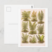 Vintage-Style Ferns Illustration Briefkaart (Voorkant / Achterkant)