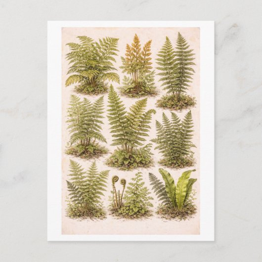 Vintage-Style Ferns Illustration Briefkaart (Voorkant)