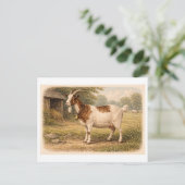 Vintage-Style Goat lllustration Briefkaart (Staand voorkant)