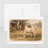 Vintage-Style Goat lllustration Briefkaart (Voorkant / Achterkant)