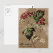 Vintage Style Hawthorn Tree Berry Postcard Briefkaart (Voorkant / Achterkant)