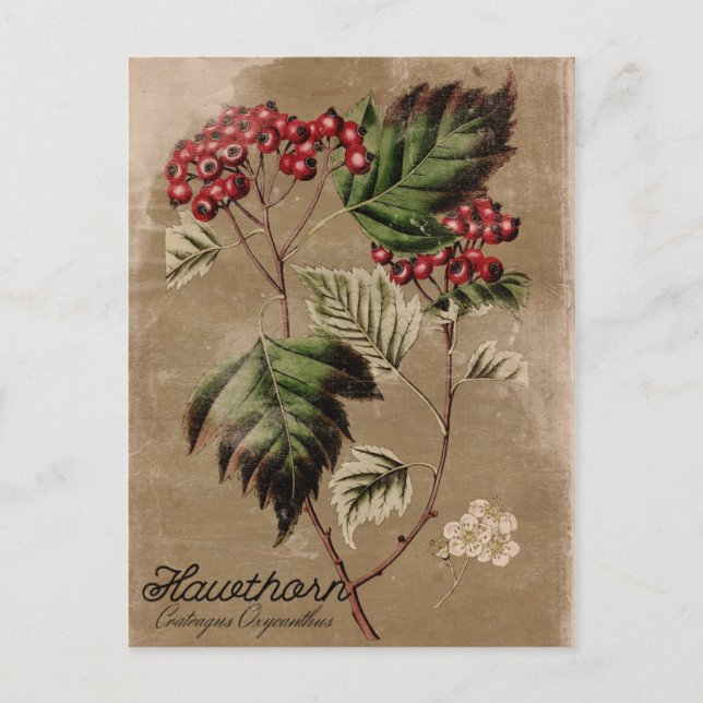 Vintage Style Hawthorn Tree Berry Postcard Briefkaart (Voorkant)