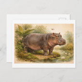 Vintage-Style Hippo Illustration Briefkaart (Voorkant / Achterkant)