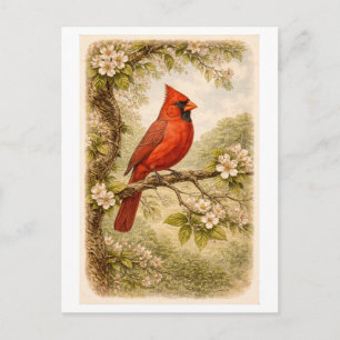 Vintage-Style Illustratie van Mannelijke Kardinaal Briefkaart