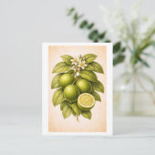 Vintage-Style Key Lime Botanical Illustration Briefkaart (Staand voorkant)